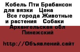 Кобель Пти Брабансон для вязки › Цена ­ 30 000 - Все города Животные и растения » Собаки   . Архангельская обл.,Пинежский 